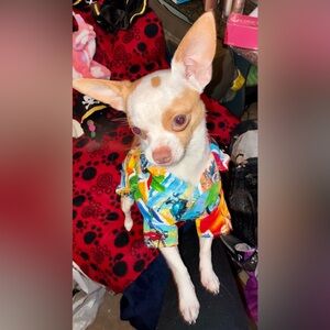 My puppy is not for sale he’s just modeling a few items .